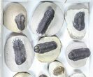 Lot: Assorted Devonian Trilobites - Pieces #80737-2